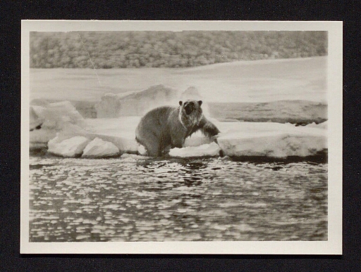Un ours polaire sortant de l'eau