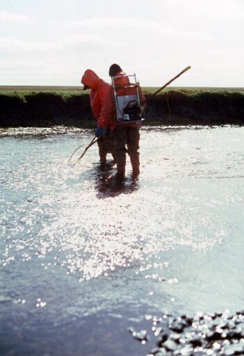 Rivière Norvégienne été 1982. Pêche électrique Didier Bazin portant le générateur et Michel Janssens à l'épuisette.