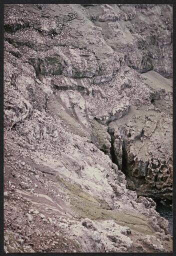 Vue générale d'une falaise abritant des oiseaux (albatros sourcils noirs et gorfous macaroni).