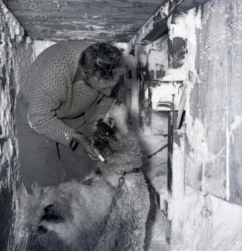L'hydrographe François Tabuteau s'occupant de l'un des chiens.