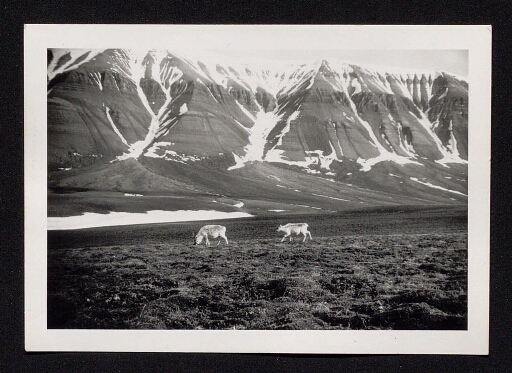 Deux rennes dans le paysage du Spitzberg