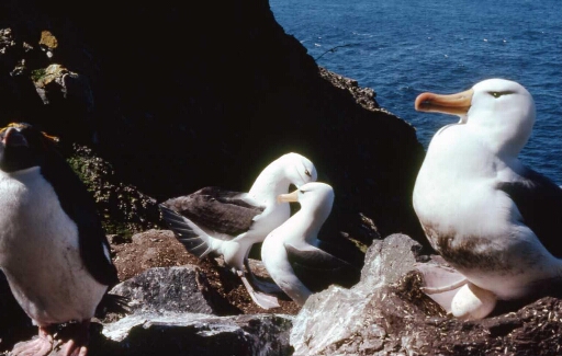 Canyon et falaise des Albatros à sourcils noirs -parade d'un couple d'alabatros