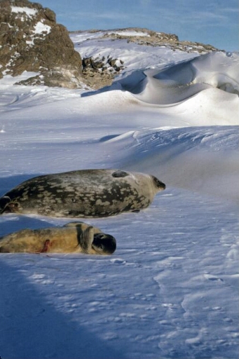 Phoque de Weddell femel et son bébé sur la banquise. En second plan, une île.