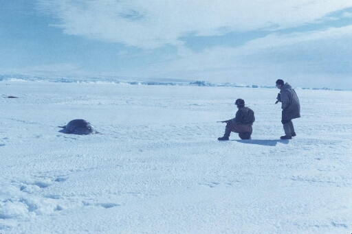 Sur la banquise la chasse aux phoques pour nourrir les chiens : deux hommes, l'un armé d'un fusil, l'autre d'un appareil photo.