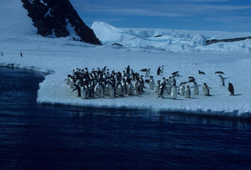 Cinquantaine de manchots Adélie rassemblés sur la glace en bordure d'eau libre, sur fond de chaos de glace.