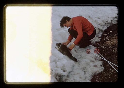 Un homme mesure un jeune phoque  - mission CNRS 1966 - vue 1
