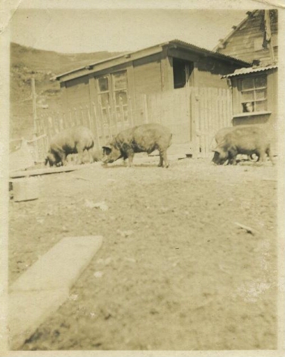 Quatre porcs devant l'habitation de Port-Couvreux