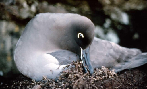 Albatros fuligineux sur un nid