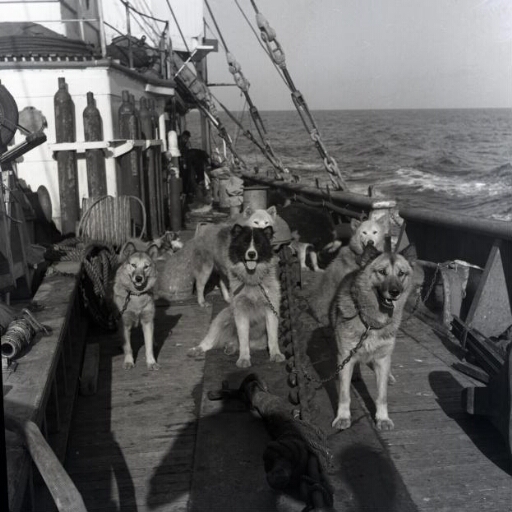 En mer, les chiens de traîneaux prennent l'air sur le pont.