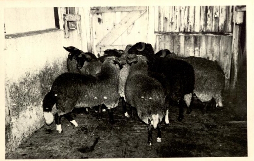 Abattage des moutons