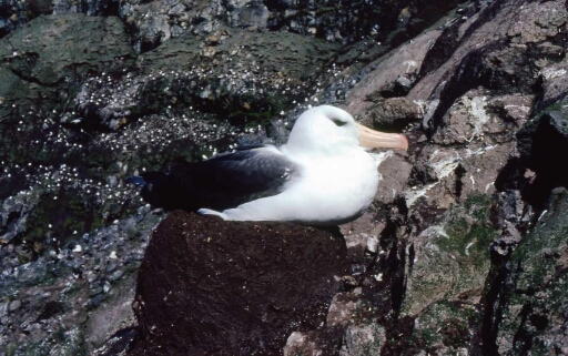Canyon et falaise des Albatros à sourcils noirs - marquage des nids et des parents sur le nid.
