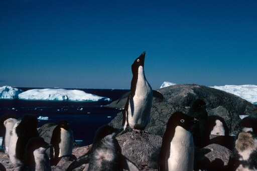 Une dizaine d'Adélie sur leur rocher. Second plan de mer dégagée et icebergs. Mer libre, beau temps calme.