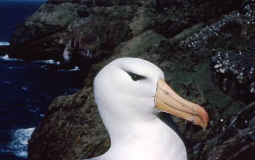 Canyon et falaise des Albatros à sourcils noirs - Tête d'Albatros à sourcil noir.
