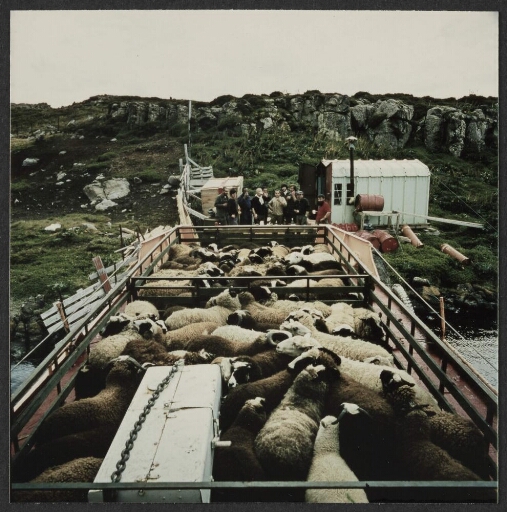 Moutons compressés sur un chaland. Des personnes sur le quai. Photo 1