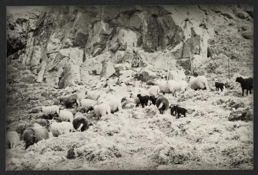 Troupeau de moutons à flanc de falaise