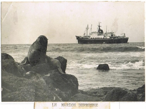 Otarie posant devant le Marion Dufresne