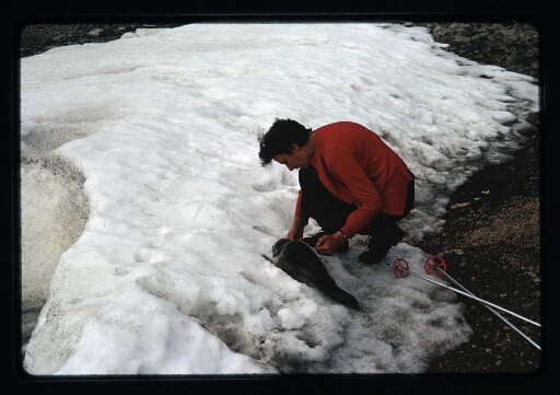Un homme mesure un jeune phoque  - mission CNRS 1966 - vue 2