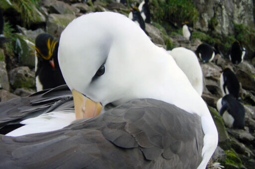 Canyon et falaise des Albatros à sourcils noirs - toilette de l'albatros