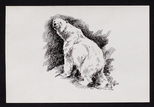 Un dessin d'ours polaire- mission CNRS 1963