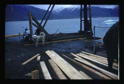 Un chien regarde le déchargement du matériel sur le port de Ny-Ålesund - mission CNRS 1965