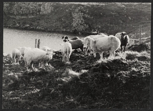 Moutons dans un enclos près d'un point d'eau