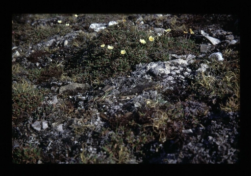 Fleurs entre des roches - mission CNRS 1966
