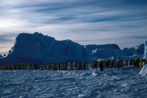 Procession d'empereurs debout. Au second plan, chaos de glace et icebergs.Ciel voilé, faible luminosité.