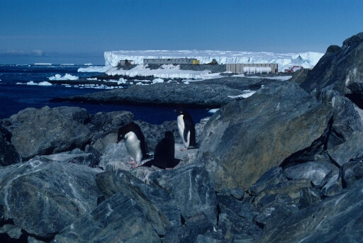 Depuis l'île Cuvier, vue sur le chantier de la piste du Lion et de la base vie. En arrière-plan le glacier de l'Astrolabe. Manchots Adélie au premier plan.