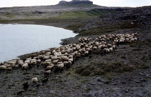 Rabattage du troupeau de moutons d'un  coté à l'autre de l'Ile Longue pour préserver les pâturages.