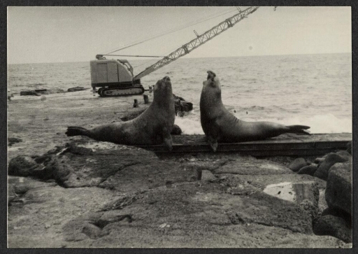 Deux éléphants de mer se faisant face, un véhicule à chenille comprenant une grue en arrière-plan