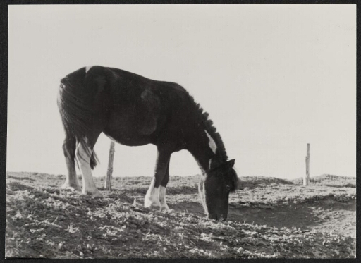 Un poney broutant dans un pré