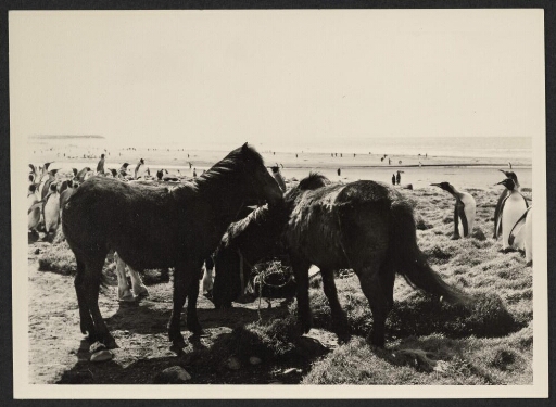 Trois poneys sur le bord de la plage. Une colonie de manchots royaux à proximité