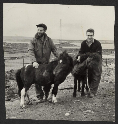 Deux hommes tiennent des poneys shetland dans leur enclos