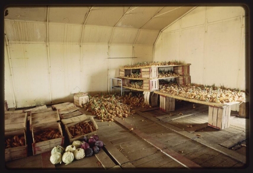 Intérieur de l'entrepôt de la récolte de la serre