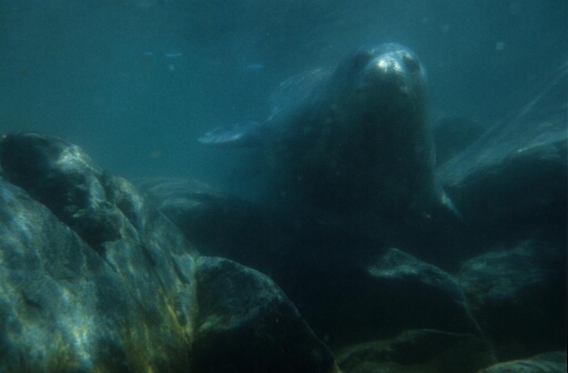 Photo sous-marine d'un phoque de Weddell.