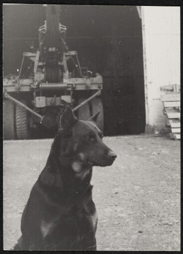 Portrait d'un chien, de type berger de beauce, assis devant une porte de hangar
