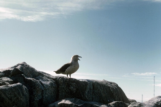 Skua posé sur un rocher, les ailes repliées sur fond de ciel bleu.