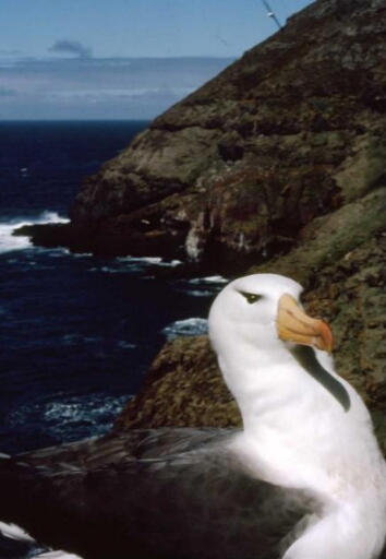 Canyon et falaise des Albatros à sourcils noirs - Albatros à sourcil noir
