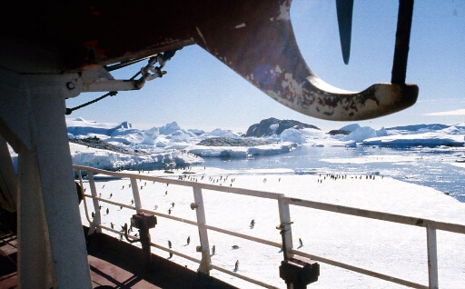 Vue sur des manchots Adélie depuis le navire PolarBjorn