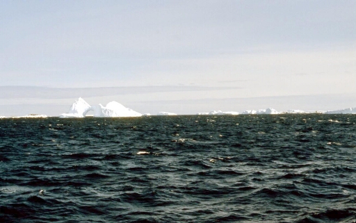 Les icebergs deviennent de plus en plus nombreux mais moins imposants.